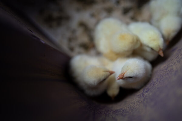 Refuge of Liberty Farm photo 6